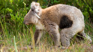 A koala with chlamydia, and the dreaded black patch. (Credit: blinckwinkel via BBC.)